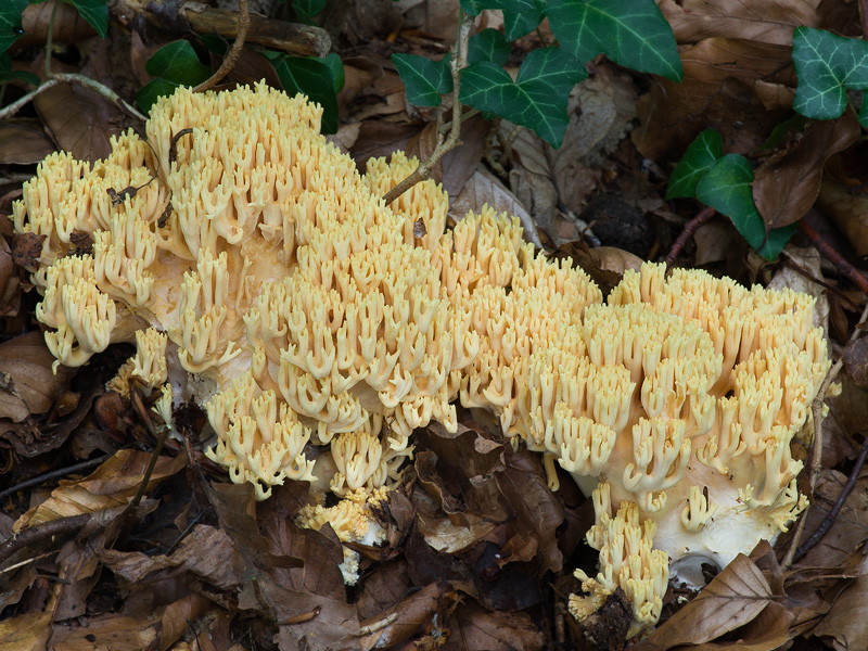 Ramaria subtilis var. crassispora